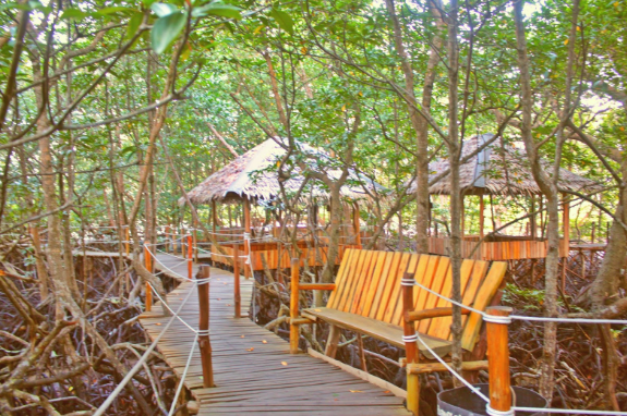 hutan mangrove di tanjung pinang